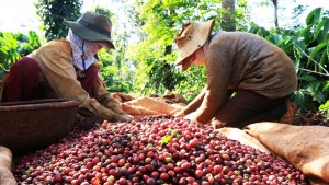 N&ocirc;ng sản Việt: Đừng thờ ơ với chỉ dẫn địa l&yacute;