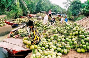 Đ&acirc;u l&agrave; giải ph&aacute;p để dừa mang về tỷ đ&ocirc;?