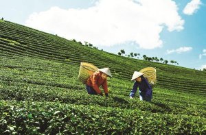 Xuất khẩu ch&egrave; khởi sắc