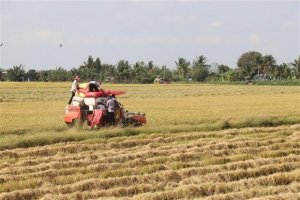 Thị trường n&ocirc;ng sản tuần qua: Gi&aacute; l&uacute;a ở Đồng bằng s&ocirc;ng Cửu Long giảm