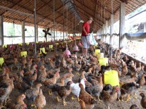 X&aacute;c định đặc t&iacute;nh g&acirc;y bệnh của chủng vi r&uacute;t g&acirc;y bệnh Marek tr&ecirc;n g&agrave; nu&ocirc;i