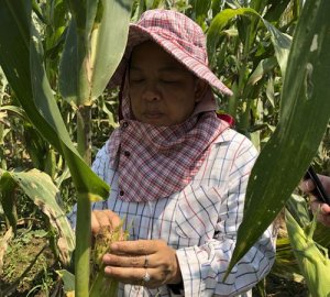 An ninh lương thực ch&acirc;u &Aacute; trước hiểm họa mới