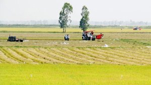 Gi&aacute; l&uacute;a gạo h&ocirc;m nay ng&agrave;y 11/1: Gi&aacute; l&uacute;a nội địa tăng, gi&aacute; gạo xuất khẩu đồng loạt giảm