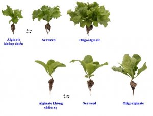 Ch&ecirc;́ tạo và phát tri&ecirc;̉n sản ph&acirc;̉m ph&acirc;n bón Oligoalginate bằng phương pháp chi&ecirc;́u xạ k&ecirc;́t hợp xử lý hóa học trực ti&ecirc;́p bã rong n&acirc;u sau khi chi&ecirc;́t Fucoidan