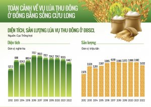 To&agrave;n cảnh về vụ l&uacute;a thu đ&ocirc;ng ở Đồng bằng s&ocirc;ng Cửu Long