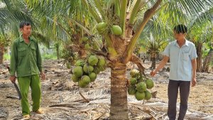 Thời cơ &ldquo;v&agrave;ng&rdquo; để ng&agrave;nh dừa s&aacute;nh c&ugrave;ng sầu ri&ecirc;ng