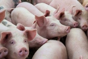 Thị trường heo hơi th&aacute;ng 2/2025: Đi ngược xu hướng, gi&aacute; heo Việt Nam tăng mạnh v&igrave; nguồn cung hạn chế