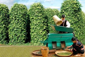 Để hồ ti&ecirc;u Việt Nam dẫn dắt thị trường quốc tế