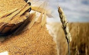 Gi&aacute; ngũ cốc ng&agrave;y 7/11/2022: Đậu tương, ng&ocirc;, l&uacute;a m&igrave; đồng loạt giảm
