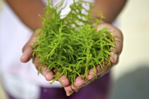 Sản xuất chế phẩm điều h&ograve;a sinh trưởng thực vật chứa Oligo Carrageenan từ rong sụn