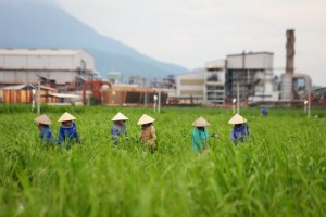  Mía đường gặp khó với biến đổi khí hậu 