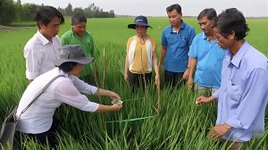 SRP - Bộ ti&ecirc;u chuẩn sản xuất l&uacute;a gạo bền vững