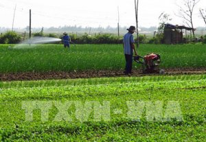 Cơ hội nào cho xuất khẩu rau quả của Việt Nam?