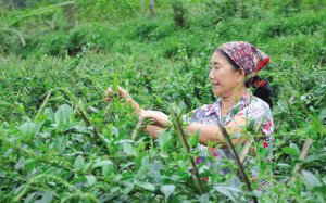 Ng&agrave;nh dược liệu Việt Nam: Đ&acirc;u l&agrave; đột ph&aacute;?