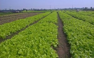 Tìm giải pháp tích tụ tập trung đất đai cho nền nông nghiệp quy mô lớn 