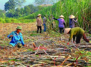 Năm 2021- M&iacute;a đường c&oacute; ngọt kh&ocirc;ng?