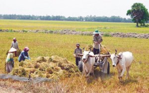 N&ocirc;ng d&acirc;n trồng l&uacute;a v&ugrave;ng bị hạn sẽ mất tr&ecirc;n 70% năng suất