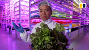 Farm66: Th&uacute;c đẩy ph&aacute;t triển n&ocirc;ng nghiệp đ&ocirc; thị