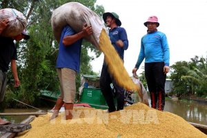 Xuất khẩu gạo đạt kỷ lục gần 8,3 triệu tấn