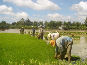 T&aacute;i cơ cấu l&uacute;a gạo ở ĐBSCL đi đ&uacute;ng hướng 