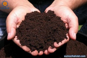 So s&aacute;nh số lượng mầm bệnh trong ph&acirc;n hữu cơ ủ tại vườn nh&agrave; v&agrave; ph&acirc;n hữu cơ thương mại