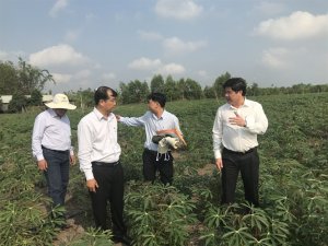 Thứ trưởng L&ecirc; Quốc Doanh kiểm tra v&ugrave;ng sắn nhiễm nặng bệnh khảm l&aacute;