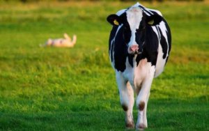 Mặt nạ cho b&ograve; gi&uacute;p tăng năng suất sữa th&ecirc;m 9%