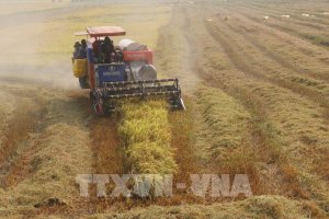 Thị trường nông sản: Cả lúa và gạo đều tăng giá