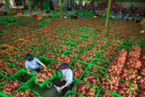 7 th&aacute;ng, xuất khẩu rau quả giảm nhẹ