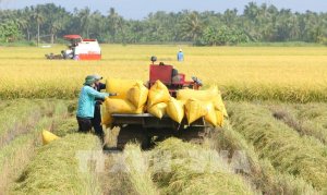 Thị trường n&ocirc;ng sản: Gi&aacute; l&uacute;a v&agrave; gạo đều giảm