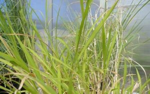 Cỏ k&ecirc; gi&uacute;p tăng cường an ninh lương thực