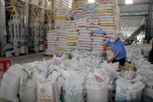 Thị trường n&ocirc;ng sản thế giới tuần qua: Gi&aacute; gạo Việt Nam, Th&aacute;i Lan v&agrave; Ấn Độ đều giảm