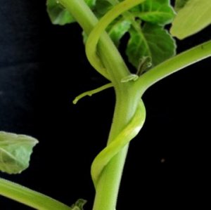Cây cà chua chống lại thực vật ký sinh bằng cách phát hiện ra peptide của nó