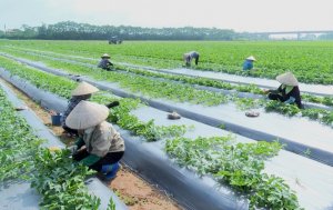 N&ocirc;ng nghiệp xanh: H&agrave;nh tr&igrave;nh t&igrave;m kiếm sự c&acirc;n bằng giữa ph&aacute;t triển v&agrave; bền vững