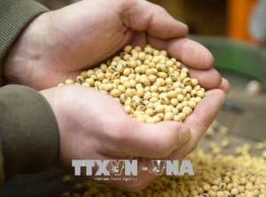 Gi&aacute; n&ocirc;ng sản Mỹ tuần qua đi l&ecirc;n