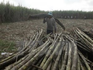 M&iacute;a đường trước sức &eacute;p hội nhập - B&agrave;i 1: Dấu ấn một thời