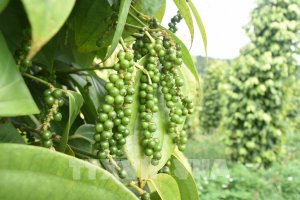 Gi&aacute; ti&ecirc;u h&ocirc;m nay 30/12: Chững lại tr&ecirc;n cả nước?