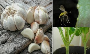 C&oacute; thể sử dụng tỏi để xua đuổi c&ocirc;n tr&ugrave;ng