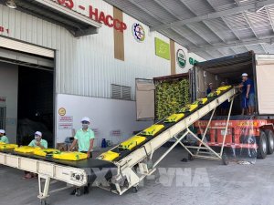 Thị trường n&ocirc;ng sản tuần qua: Gi&aacute; l&uacute;a ổn định