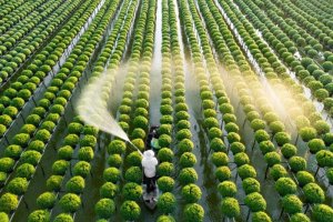 Th&aacute;ch thức v&agrave; tiềm năng của ng&agrave;nh n&ocirc;ng nghiệp c&ocirc;ng nghệ cao agritech ở Việt Nam