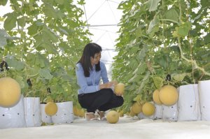 Trồng dưa lưới c&ocirc;ng nghệ cao giữa l&ograve;ng th&agrave;nh phố