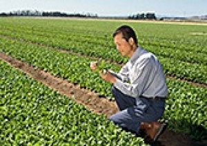 Lai tạo ra giống rau bina chứa h&agrave;m lượng oxalat thấp
