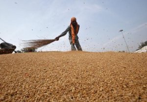 Gi&aacute; lương thực tr&ecirc;n thế giới tăng l&ecirc;n mức cao nhất kể từ năm 2011