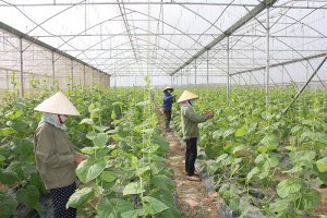 N&acirc;ng tầm thương hiệu c&aacute;c sản phẩm OCOP v&agrave; ch&uacute; trọng nguồn gốc