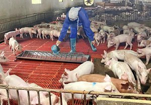 Mở &ldquo;kh&ocirc;ng gian&rdquo; sản xuất cho ng&agrave;nh chăn nu&ocirc;i