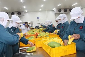 Hoa quả Việt muốn &ldquo;chinh phục&rdquo; thế giới th&igrave; phải sạch