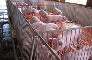 Qu&yacute; I, gi&aacute; thịt lợn giảm 5.000 đồng/kg, nhiều hộ treo chuồng