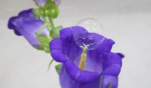 Độc đ&aacute;o &yacute; tưởng d&ugrave;ng bong b&oacute;ng x&agrave; ph&ograve;ng thụ phấn cho hoa