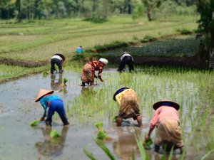 Nồng độ CO2 qu&aacute; cao c&oacute; thể khiến gạo mất nhiều dưỡng chất quan trọng? 