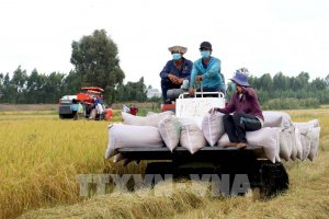 Tuần qua, gi&aacute; l&uacute;a, gạo giảm nhẹ